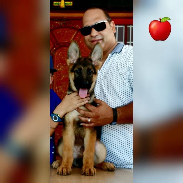 DogsIndia.com - GSD - Apple Kennel