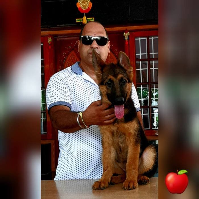 DogsIndia.com - GSD - Apple Kennel