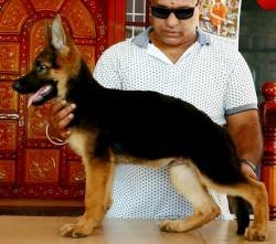 DogsIndia.com - GSD - Apple Kennel