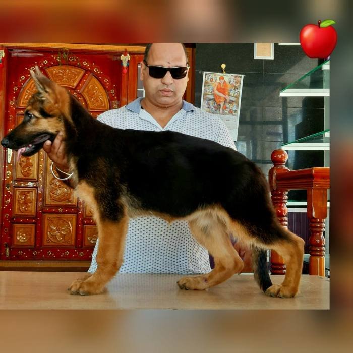 DogsIndia.com - GSD - Apple Kennel