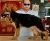 DogsIndia.com - GSD - Apple Kennel
