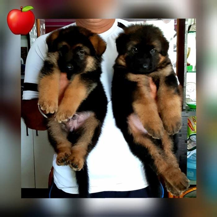 DogsIndia.com - GSD - Apple Kennel