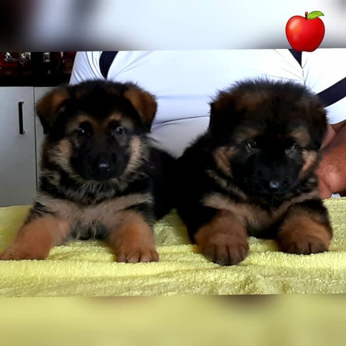DogsIndia.com - GSD - Apple Kennel