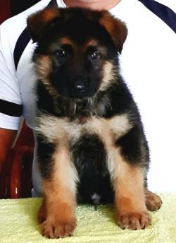 DogsIndia.com - GSD - Apple Kennel