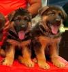 DogsIndia.com - GSD - Apple Kennel