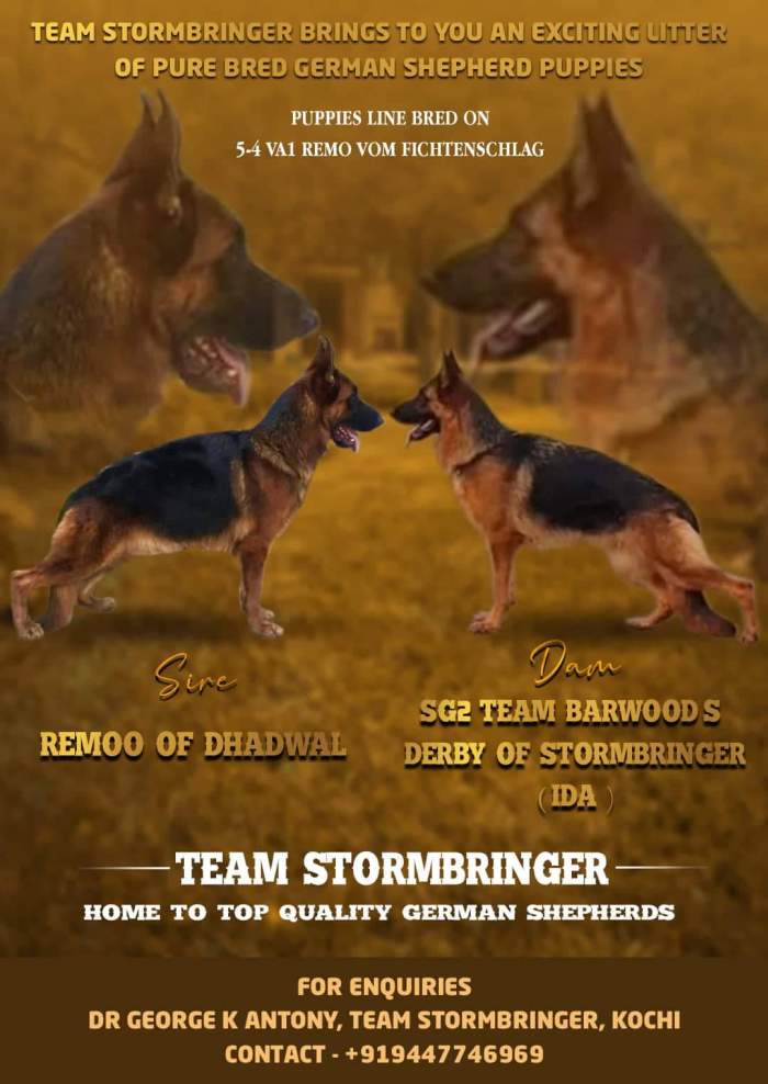DogsIndia.com - GSD - Team Stormbringer - Dr. George
