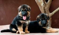 DogsIndia.com - German Shepherd Dog - GSD - Dvijatman