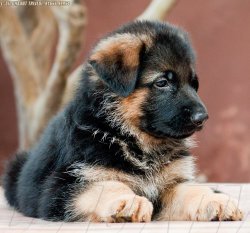DogsIndia.com - German Shepherd Dog - GSD - Dvijatman