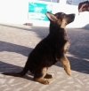 DogsIndia.com - German Shepherd Dog (GSD) - Dr. Gupta - Kennel Bukru