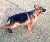 DogsIndia.com - German Shepherd Dog (GSD) - Dr. Gupta - Kennel Bukru