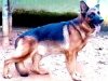 DogsIndia.com - German Shepherd Dog (GSD) - Dr. Gupta - Kennel Bukru