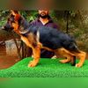 DogsIndia.com - German Shepherd Dog (GSD) - Dr. Gupta - Kennel Bukru