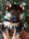 DogsIndia.com - German Shepherd Dog (GSD) - Hari