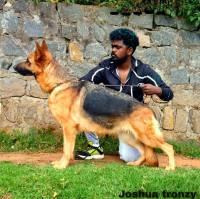 DogsIndia.com - GSD (German Shepherd Dog) - Joshua