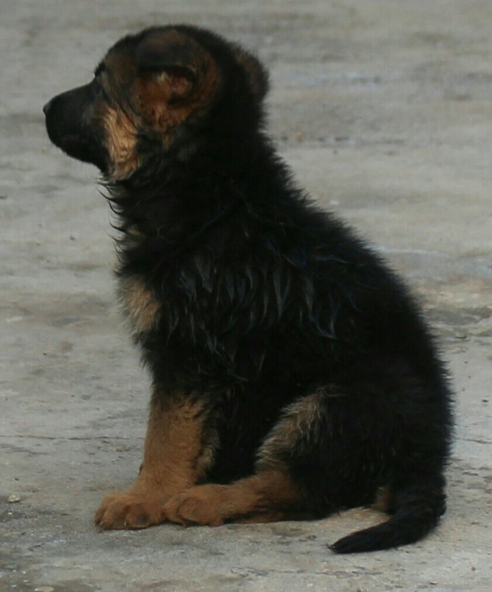 DogsIndia.com - GSD (German Shepherd Dog) - Mayaa's Kennels