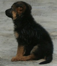 DogsIndia.com - GSD (German Shepherd Dog) - Mayaa's Kennels