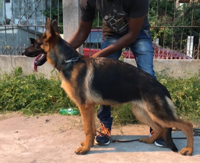 DogsIndia.com - GSD - Naresh