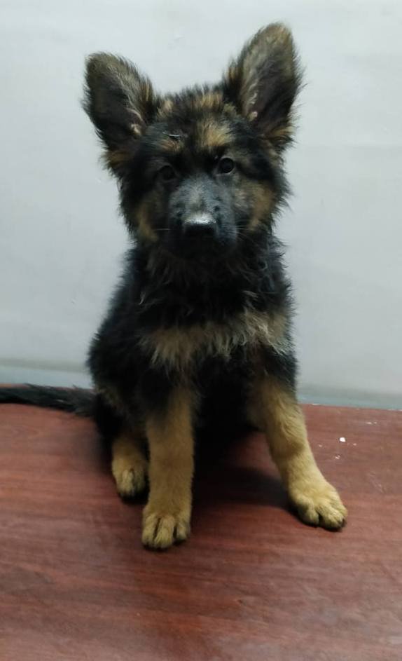 DogsIndia.com - GSD - Naresh