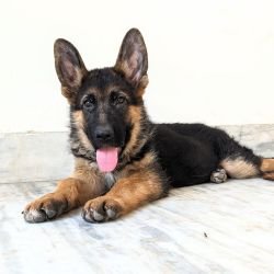 DogsIndia.com - GSD - Pranay Mishra