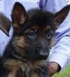 DogsIndia.com - German Shepherd Dog (GSD) - Prasanna (Coimbatore)