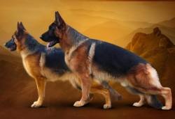 DogsIndia.com - GSD German Shepherd Dog - Radan