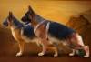 DogsIndia.com - GSD German Shepherd Dog - Radan