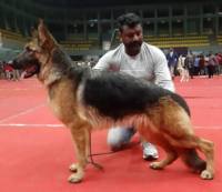 DogsIndia.com - GSD (German Shepherd Dog) - Rajesh