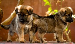 DogsIndia.com - Sable German Shepherd Dog - Dvijatman