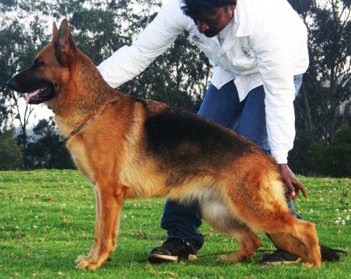 DogsIndia.com - German Shepherd Dog