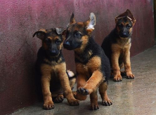 DogsIndia.com - German Shepherd Dog