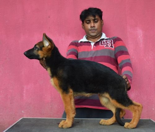 DogsIndia.com - German Shepherd Dog