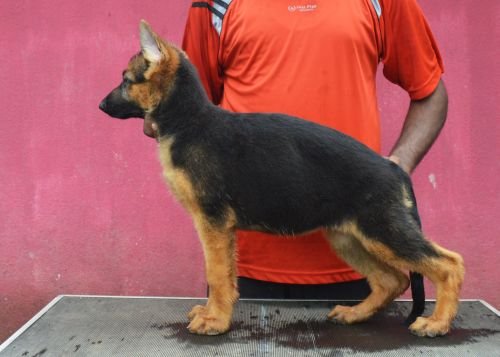 DogsIndia.com - German Shepherd Dog