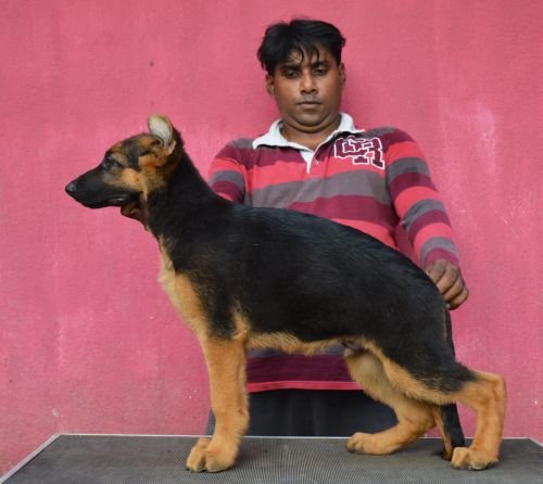 DogsIndia.com - German Shepherd Dog