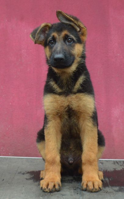 DogsIndia.com - German Shepherd Dog