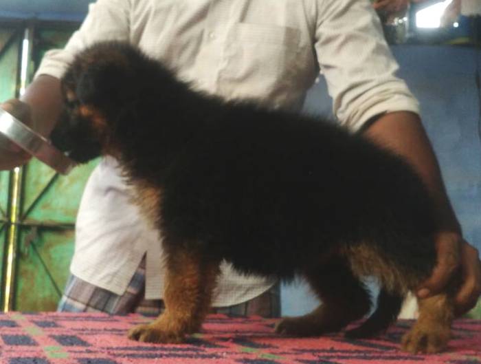 DogsIndia.com - German Shepherd Dog (GSD) - Shabeer