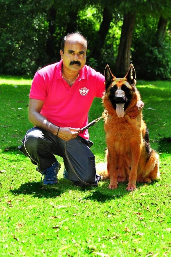 DogsIndia.com - German Shepherd Dog - Siva, Ooty