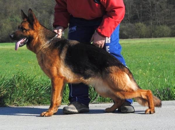DogsIndia.com - German Shepherd Dog - Siva, Ooty