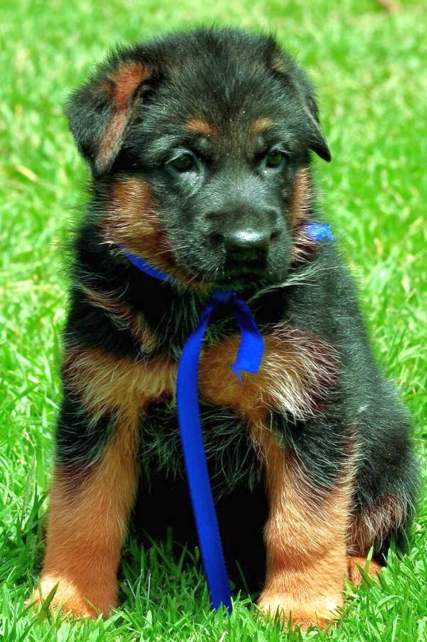 DogsIndia.com - German Shepherd Dog - Siva, Ooty