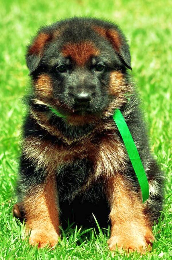 DogsIndia.com - German Shepherd Dog - Siva, Ooty