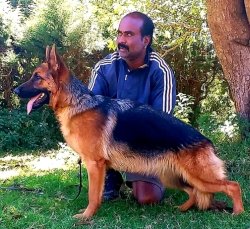 DogsIndia.com - German Shepherd Dog (GSD) - Siva, Ooty