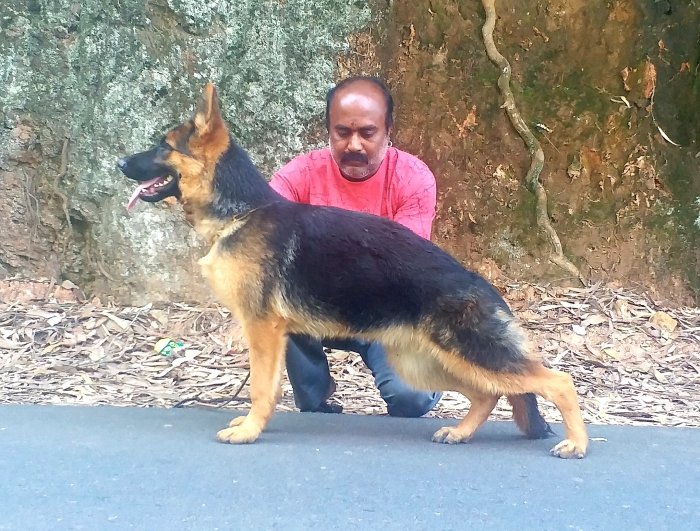 DogsIndia.com - German Shepherd Dog (GSD) - Siva, Ooty