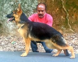 DogsIndia.com - German Shepherd Dog (GSD) - Siva, Ooty