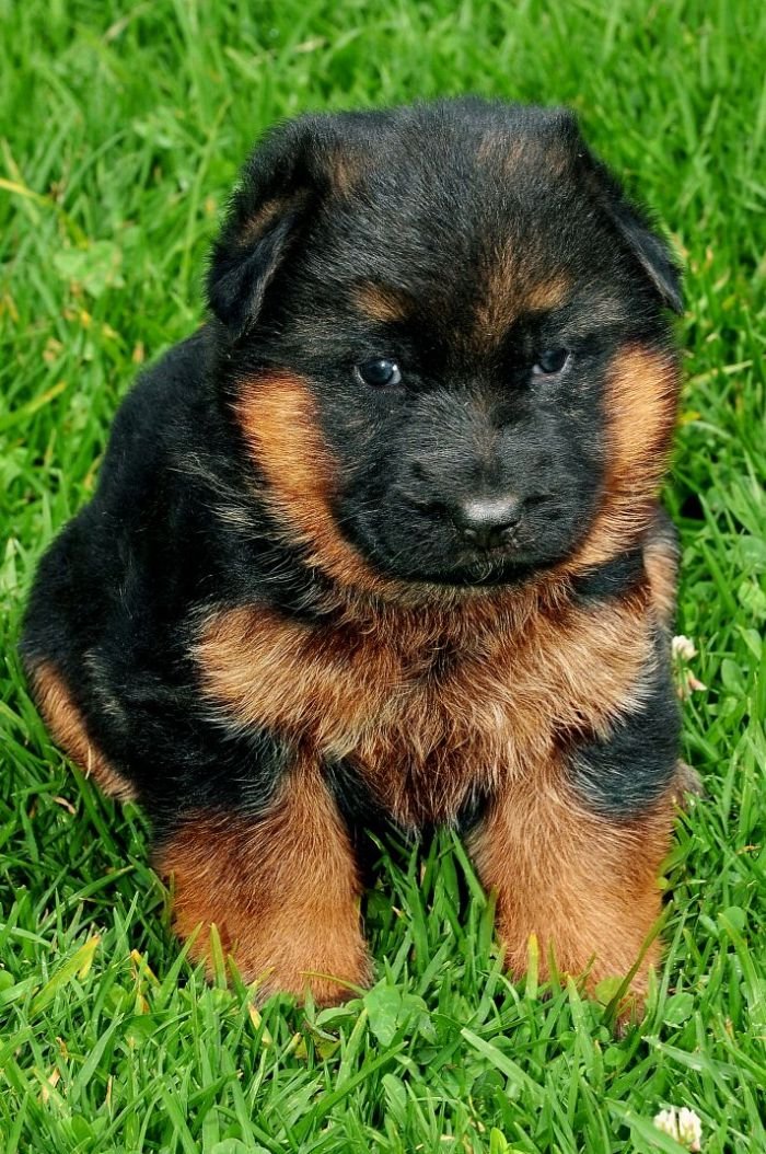 DogsIndia.com - German Shepherd Dog (GSD) - Siva, Ooty