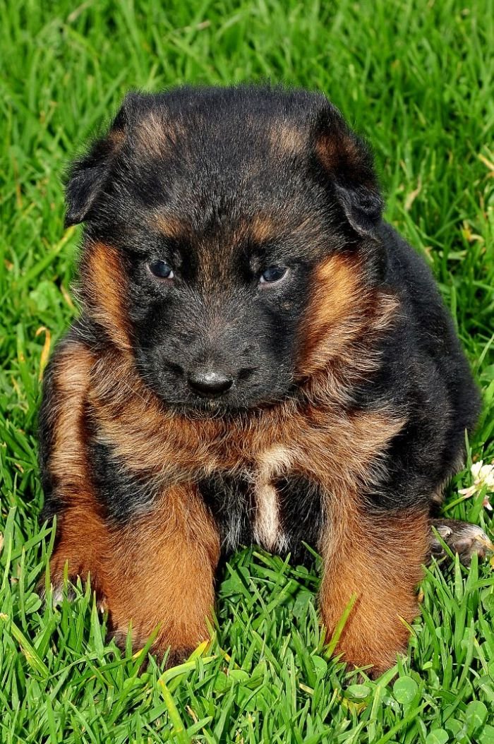 DogsIndia.com - German Shepherd Dog (GSD) - Siva, Ooty