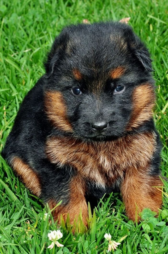 DogsIndia.com - German Shepherd Dog (GSD) - Siva, Ooty