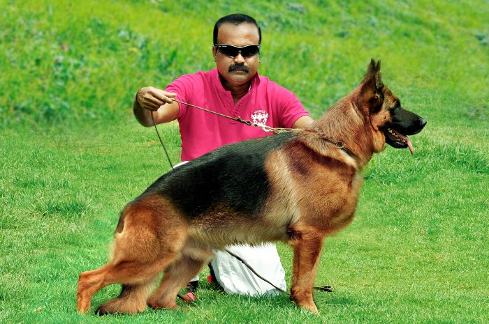 DogsIndia.com - German Shepherd Dog (GSD) - Siva, Ooty