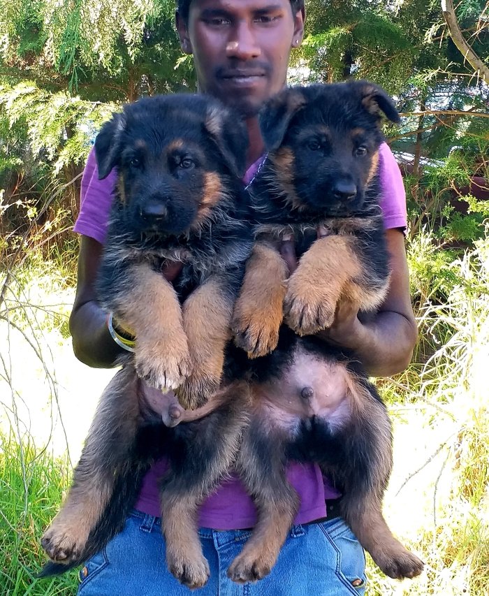 DogsIndia.com - German Shepherd Dog (GSD) - Siva, Ooty