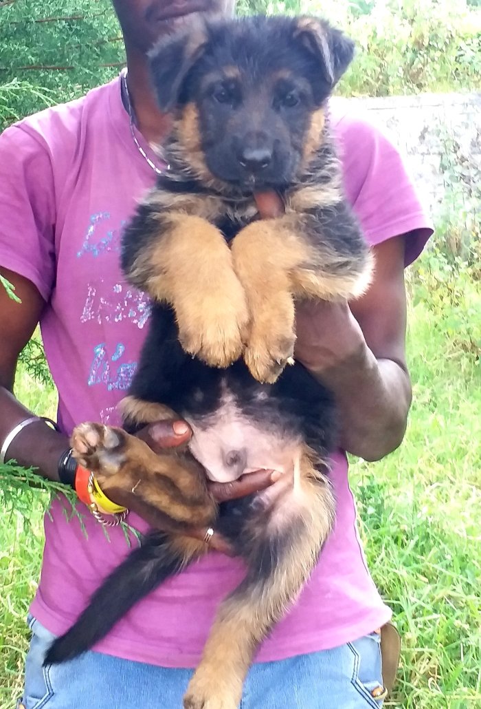 DogsIndia.com - German Shepherd Dog (GSD) - Siva, Ooty
