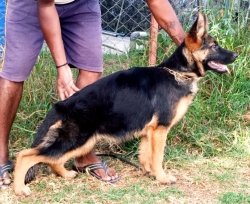 DogsIndia.com - German Shepherd Dog (GSD) - Siva, Ooty