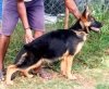 DogsIndia.com - German Shepherd Dog (GSD) - Siva, Ooty